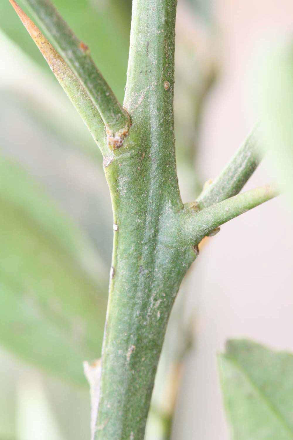            First year twig (Riverside, CA)   